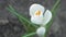 White crocus flower