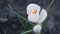 White crocus flower