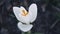 White crocus flower