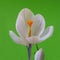 White crocus flower on green decorative background