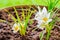 White crocus flowering plants in a gardening pot, in Spring time - close up. Botany, gardening concept