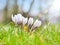 White crocus, flowering plants in the iris family. a bunch of crocuses, meadow full of crocuses, close-up