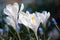 White Crocus Flowers