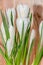 White crocus flowers green plant, spring time, wood background
