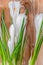 White crocus flowers green plant, spring time, wood background