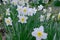 White crocus primroses. The wind sways the spring flower.