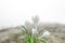 The white crocus. White crocuses in the grass on the garden. The spring day with clear sky.