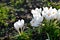 White crocuses