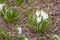 White crocuses in a clearing with green leaves. Close-up of croc