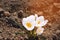 White crocuses, concept of spring, beautiful flower, natural wallpaper, close-up