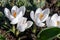 White crocuses, croci flowering with the first spring sun in February. Opened white crocus with yellow pistils