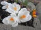 White crocuses flower plant in full bloom stamens petals