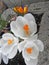 White crocuses flower plant in full bloom stamens petals