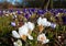 White crocuses in the foreground, purple ones blurred