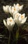 White crocuses growing on the ground in early spring. First spring flowers blooming in garden.