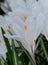 White crocuses growing on the ground in early spring. First spring flowers blooming in garden. Spring meadow full of white