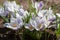 White crocuses growing on the ground in early spring. First spring flowers blooming in garden. Spring meadow full of white