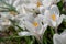 White crocuses growing on the ground in early spring. First spring flowers blooming in garden. Spring meadow full of white