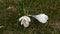 White crocuses growing on the meadow