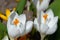 White crocuses macro