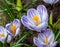 White crocuses with purple stripes close-up. Flowers of different sizes on a background of leaves. Natural spring background