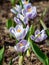 White crocuses with purple stripes grow in a row one after the other. Natural spring background with the first flowers