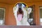 White cross-breed dog in chameleon sunglasses yawning while guarding its house peeping out from fence