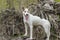 White cross-breed of hunting and northern dog standing on a root of fallen tree