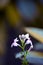 White crossandra or firecracker flower on beautiful background