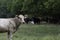 White crossbred heifer with herd out of focus in background