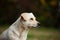 White crossbreed dog on a blure background