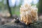 White crown coral mushroom