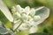 White Crown flowers (Calotropis giantea) ,Tropical flower