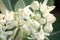 White Crown flowers (Calotropis giantea) ,Tropical flower