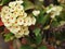 White Crown of thorns, Christ Thorn flowers with green leaves.