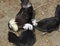 White-crowned Dutch bantam