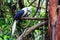 White-crowned hornbill