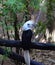 White crowned hornbill