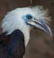 The white-crowned hornbill Berenicornis comatus