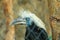 White Crowned Hornbill (Berenicornis comatus)-(Focus through the cage)