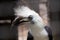 White-crowned hornbill bird