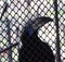 White-crowned hornbill in cage