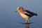 White-crowned lapwing in water