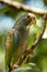 White Crowned Parrot