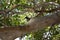 White Crowned Pigeon in the Florida Keys.