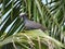 White Crowned Pigeon in a Palm Tree