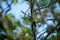 White Crowned Pigeon in a pine tree at the Florida Keys.