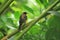 White-crowned robin-chat