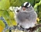 White crowned sparrow