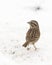 White-crowned Sparrow